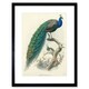 image 1 of Animal Peacock Bird Scientific Pavo Cristatus 12x16" Framed Wall Art Print