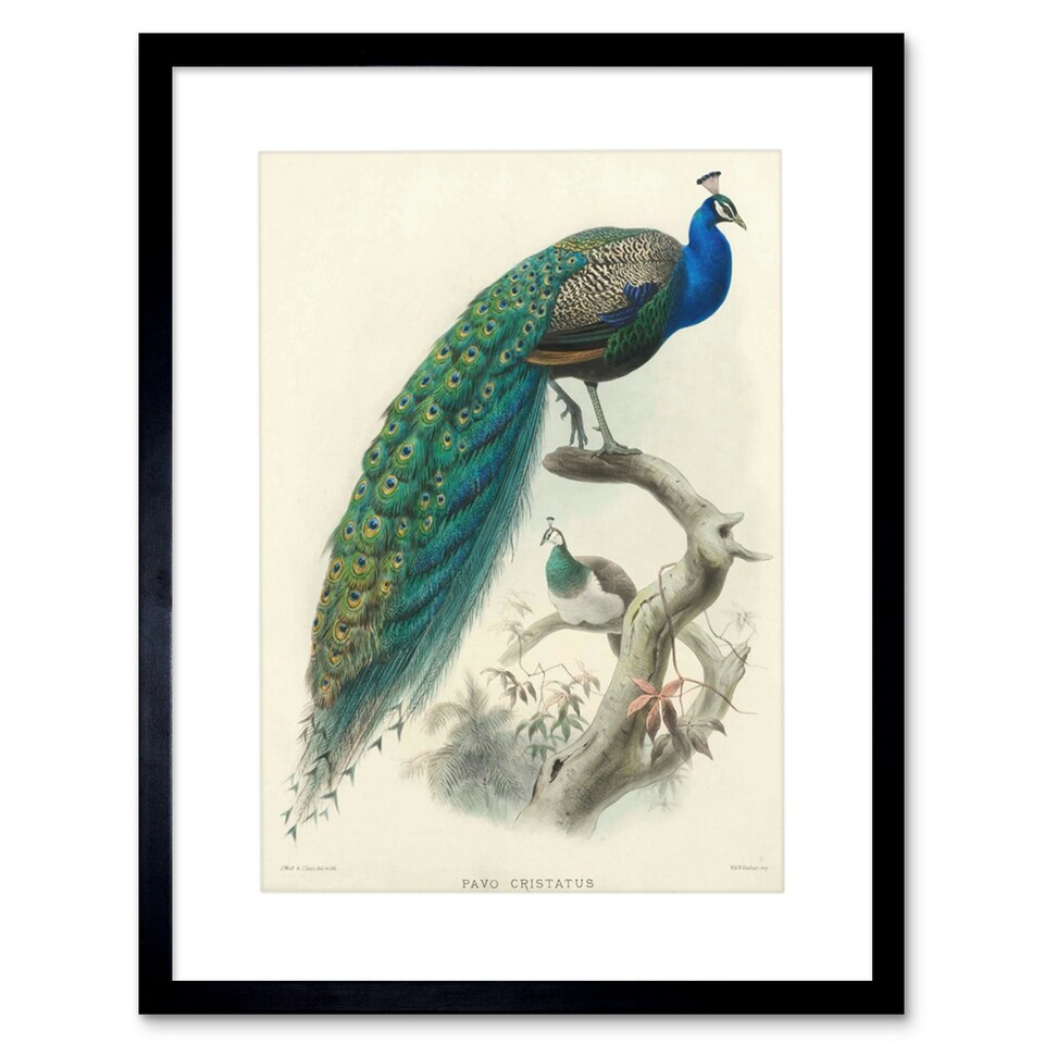 image 1 of Animal Peacock Bird Scientific Pavo Cristatus 12x16" Framed Wall Art Print