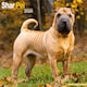 image 1 of Shar Pei 2026 Calendar | Square Wall Calendar | Dog Breed Gift | Plastic Free Packaging | by Avonside Publishing