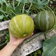 image 2 of Carbeth Plants 6 x Melon Ogen Vegetable Plant - 9cm Pot - Easy Grow Kitchen Garden