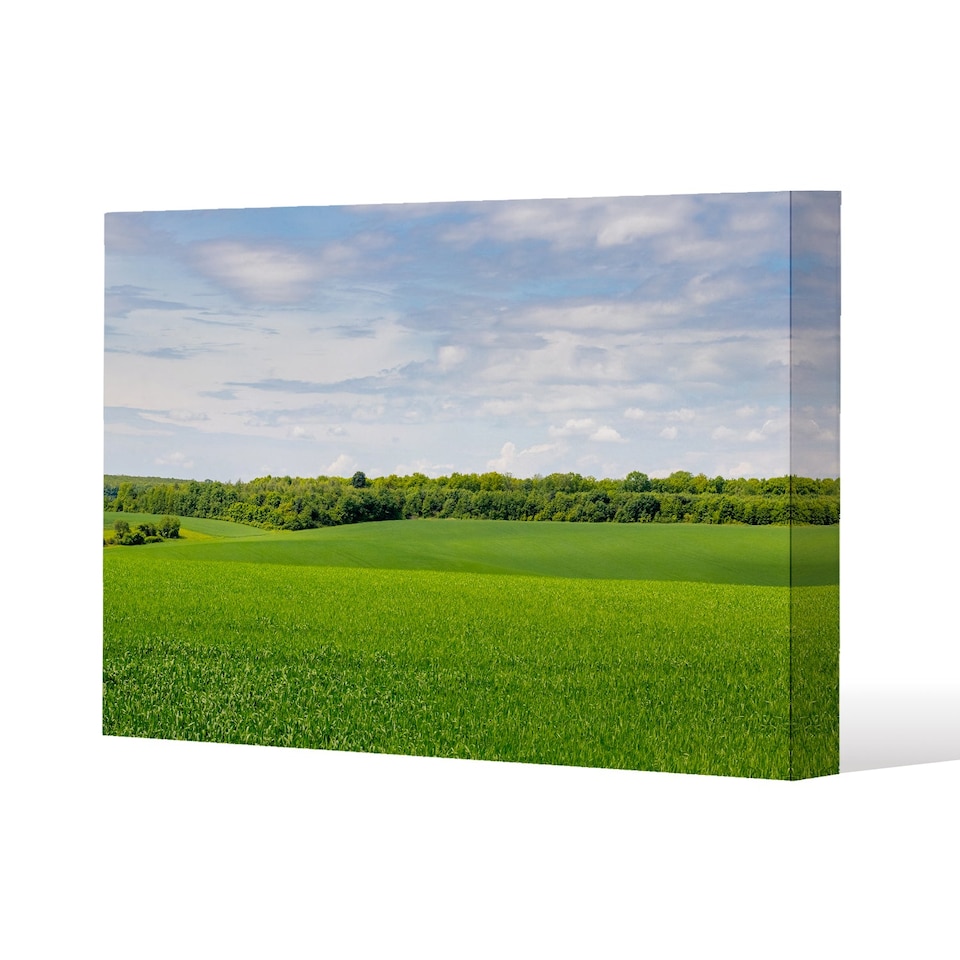 Summer landscape with hilly green field and forest in the distance (Canvas Print) / 127 x 101 x 4cm | Multi