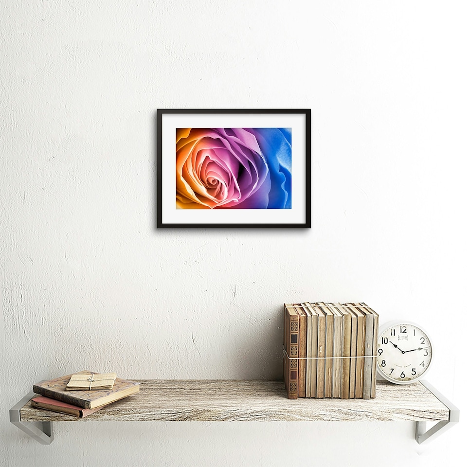 image 1 of Rainbow Gradient Colour Macro Rose Flower Bloom 9x7" Black Framed Wall Art Print