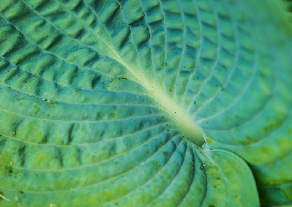 image 1 of Hosta abiqua 'Drinking Gourd' - Marginal Aquatic Pond Plant