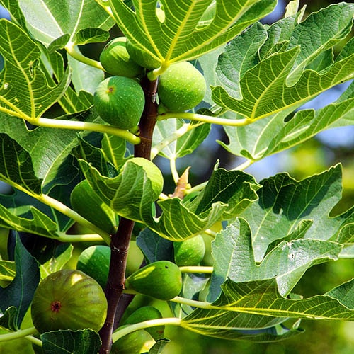 Fig Tree 'Brown Turkey' in a 9cm pot - Hardy Fruit Plant for Gardens - Potted Garden Ready Fig Tree