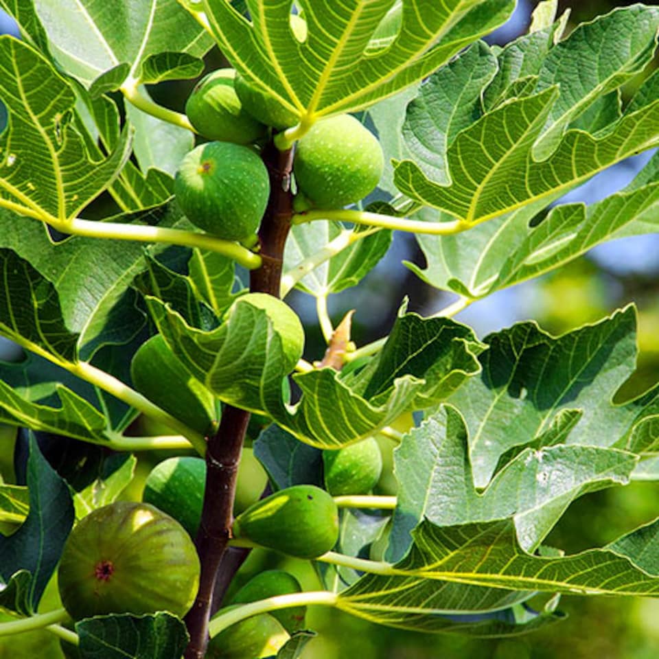 image 1 of Fig Tree 'Brown Turkey' in a 9cm pot - Hardy Fruit Plant for Gardens - Potted Garden Ready Fig Tree