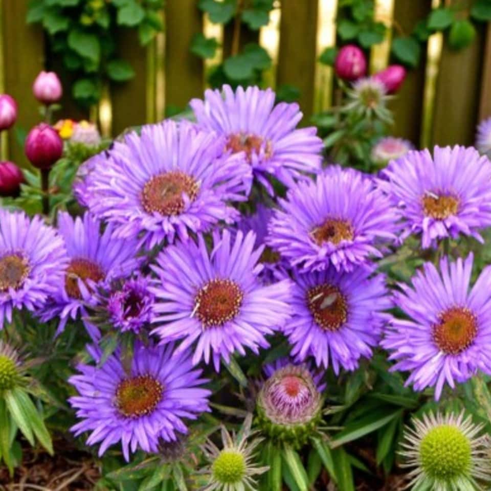 image 1 of Carbeth Plants Aster novi-belgii Lady in Blue Plant 1 x 9cm Pot - Blue Michaelmas Daisy Garden Ready Hardy Perennial for Summer Autumn Colour