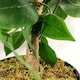 image 3 of 120cm Artificial Ficus Tree / Plant - Large Bushy Shape Gold Metal Planter