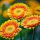 image 2 of Gerbera Garvinea Sweet Blaze 7cm Potted Plant x 1