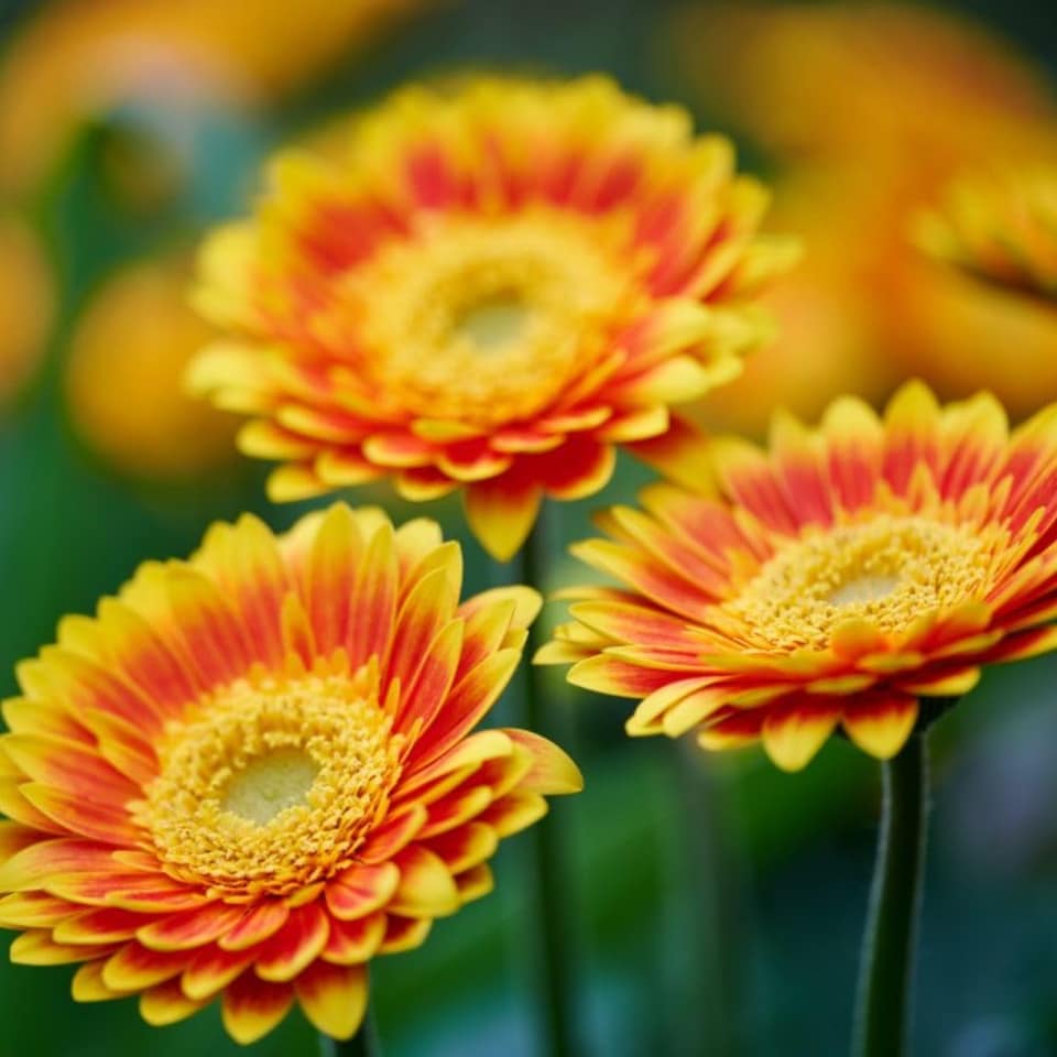 image 1 of Gerbera Garvinea Sweet Blaze 7cm Potted Plant x 1