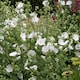 image 1 of Lavatera 'Marshmallow White Ice' - 3 x 9cm potted shrubs