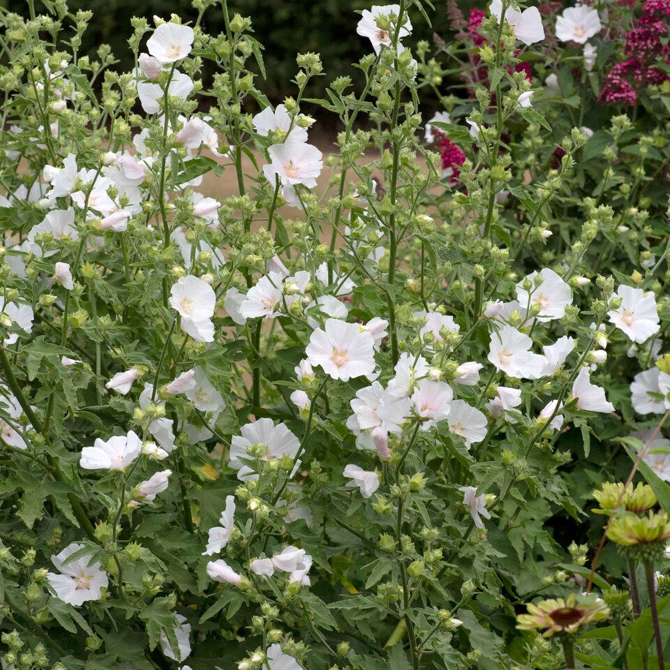 image 1 of Lavatera 'Marshmallow White Ice' - 3 x 9cm potted shrubs