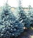 image 2 of Picea Pungens Edith Blue Colorado Spruce Tree 2.5-3ft Large in a 7.5 Litre Pot By Direct Plants