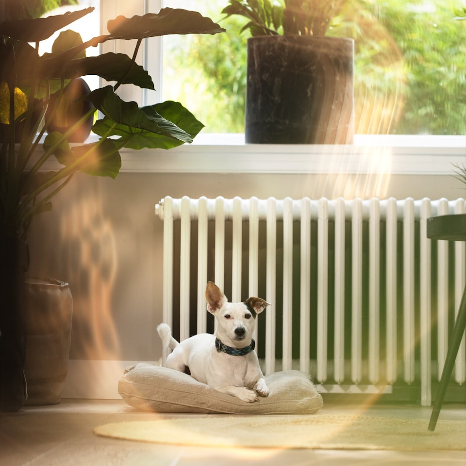 image 1 of SPEEDCOMFORT MONOSET