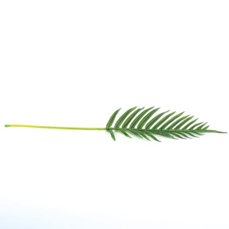 image 1 of Artificial Real Touch Fern Palm Leaf 66cm