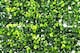 image 4 of Primrose Dark Buxus Artificial Hedge Garden Patio Panels 50cm x 50cm