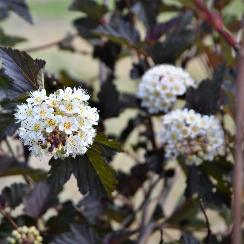 image 1 of Physocarpus opulifolius Midnight 9cm Potted Plant x 3