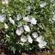 image 6 of Marshalls Garden Lavatera 'Marshmallow White Ice' 9cm plant | White | White | 9cm Plants