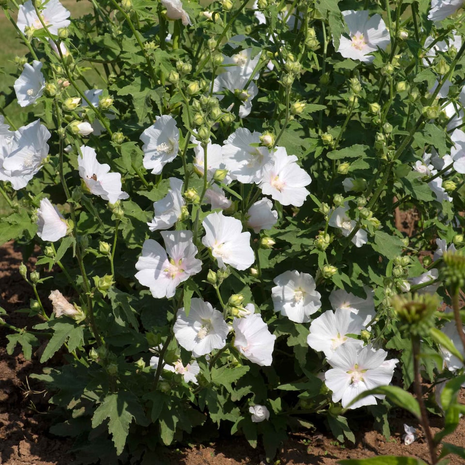 image 1 of Marshalls Garden Lavatera 'Marshmallow White Ice' 9cm plant | White | White | 9cm Plants