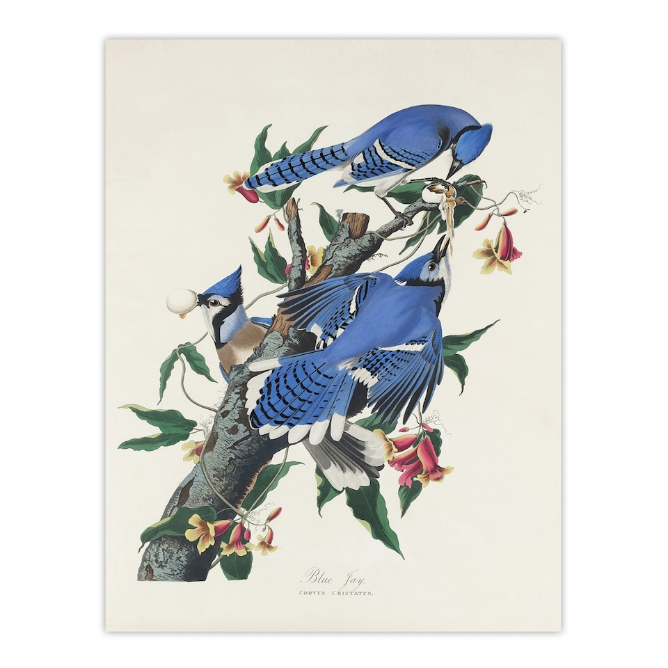 image 1 of Blue Jay and Trumpet Flowers Audubon Nature Wall Art Poster Print 12X16"