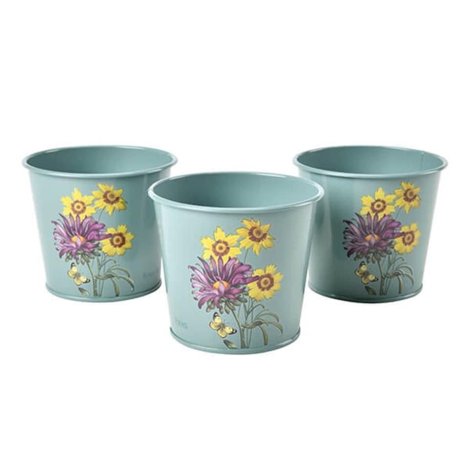 image 1 of RHS Asteraceae Herb Pots