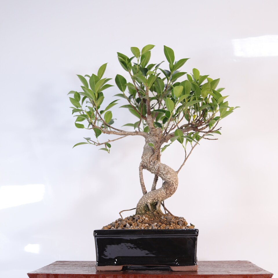 image 1 of Yorkshire Bonsai Ficus Microcarpa (Banyan Fig) Indoor Bonsai Tree Shaped In 16cm Pot