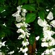 image 2 of 130cm Luxury Artificial Wisteria Tree White Flowers - Premium Range Silver Metal Planter