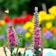 image 3 of Carbeth Plants Veronica Spicata Red Fox 1 x 9cm Pot - Hardy Perennial Spiked Speedwell Plants