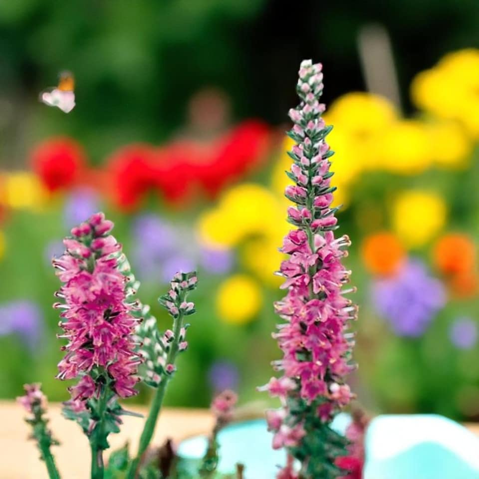 image 1 of Carbeth Plants Veronica Spicata Red Fox 1 x 9cm Pot - Hardy Perennial Spiked Speedwell Plants