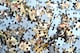 image 3 of Sistine Chapel ceiling by Michelangelo 500 Piece Jigsaw Puzzle