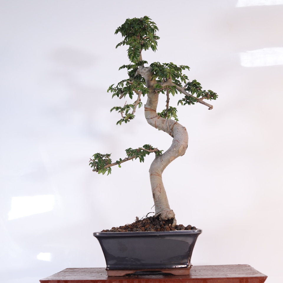 image 1 of Yorkshire Bonsai Chinese Elm (Ulmus Parvifolia) Bonsai Tree Shaped In 18cm Pot Great Gift