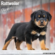 Rottweiler Puppies 2026 Calendar | Square Wall Calendar | Dog Breed Gift | Plastic Free Packaging | by Avonside Publishing