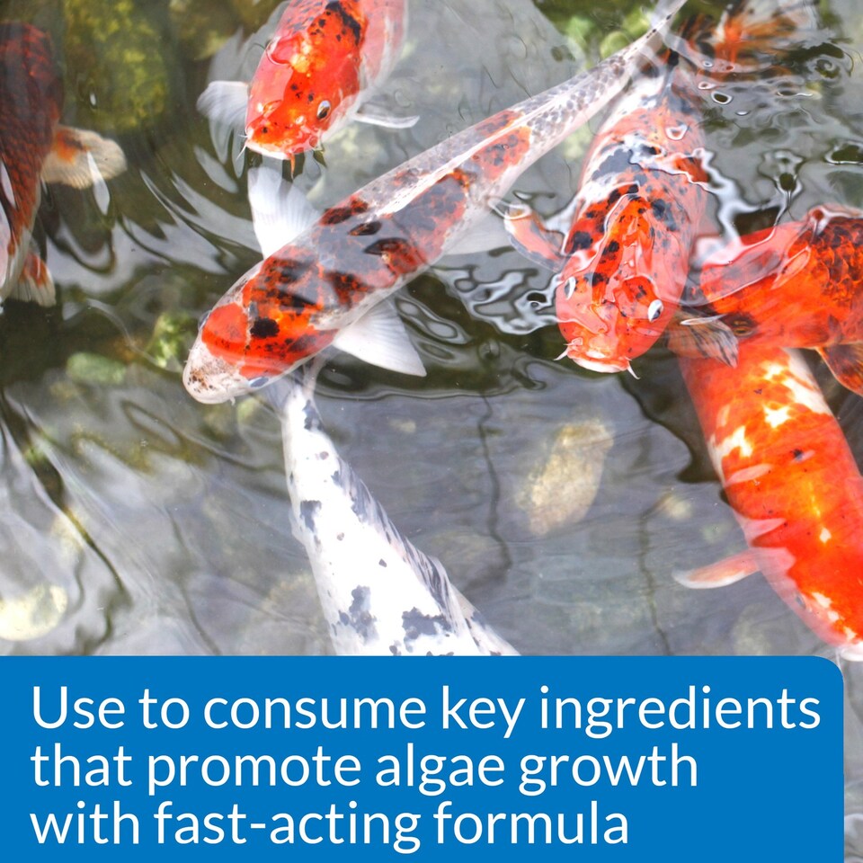 image 1 of 237ml API Pond Algae Cure Rapidly Clears Green Water & Prevents Algae Growth Pond Water Treatment & Fish Care