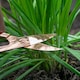 image 8 of Marshalls Garden Garlic Chive Allium tuberosum (3 x 9cm)