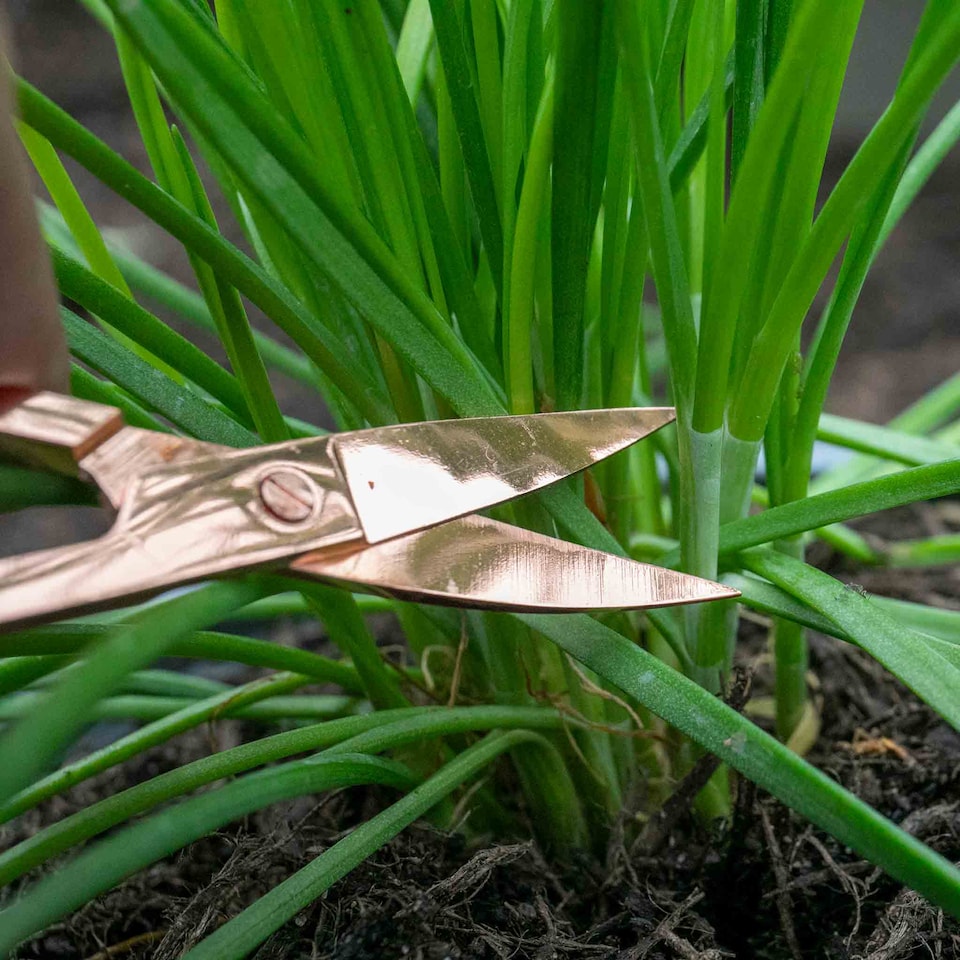 image 1 of Marshalls Garden Garlic Chive Allium tuberosum (3 x 9cm)