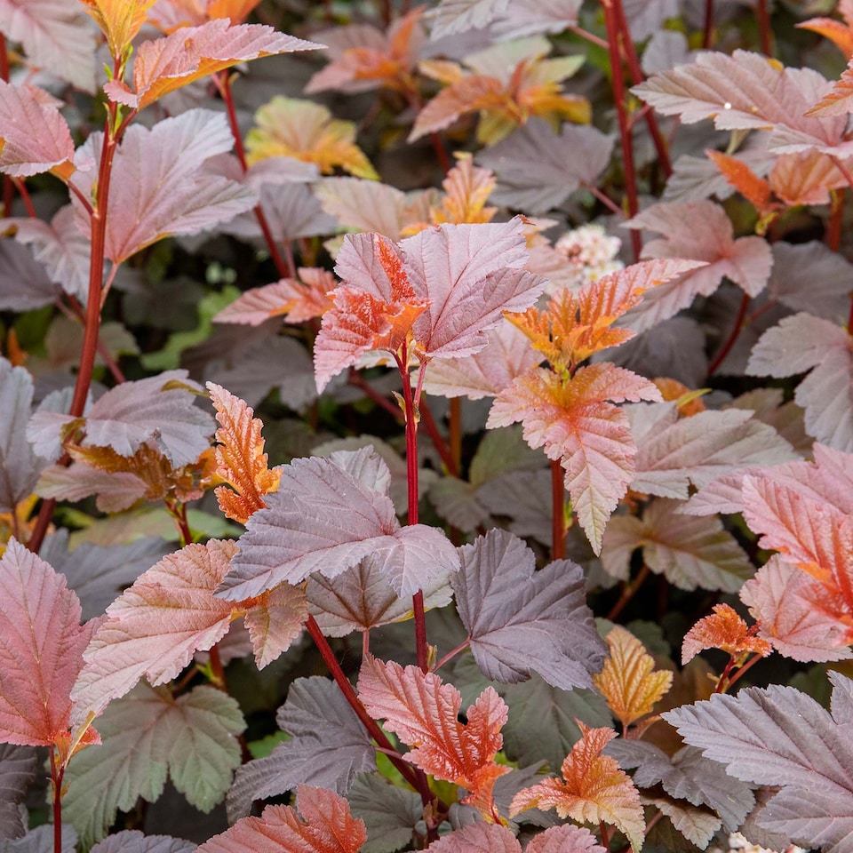 image 1 of Marshalls Garden Physocarpus 'Lady in Red' shrub 9cm