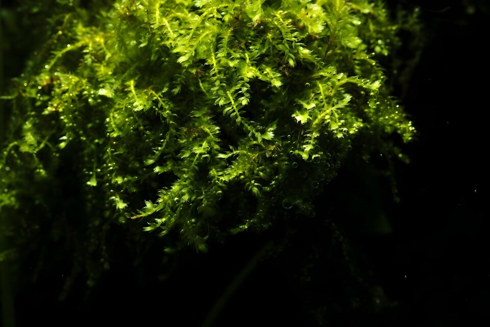 Vesicularia ferriei 'Weeping Moss' - Live Aquarium & Terrarium Moss for Wood, Rock & Paludariums, Low Light