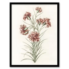 Six Carnations Vintage Illustration Teyler Framed Wall Art Print 12X16"