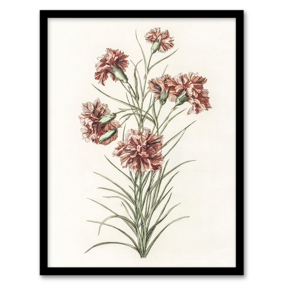 image 1 of Six Carnations Vintage Illustration Teyler Framed Wall Art Print 12X16"
