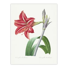 Brazilian Amaryllis Flower Redoute Vintage Huge Wall Art Print 18X24 In