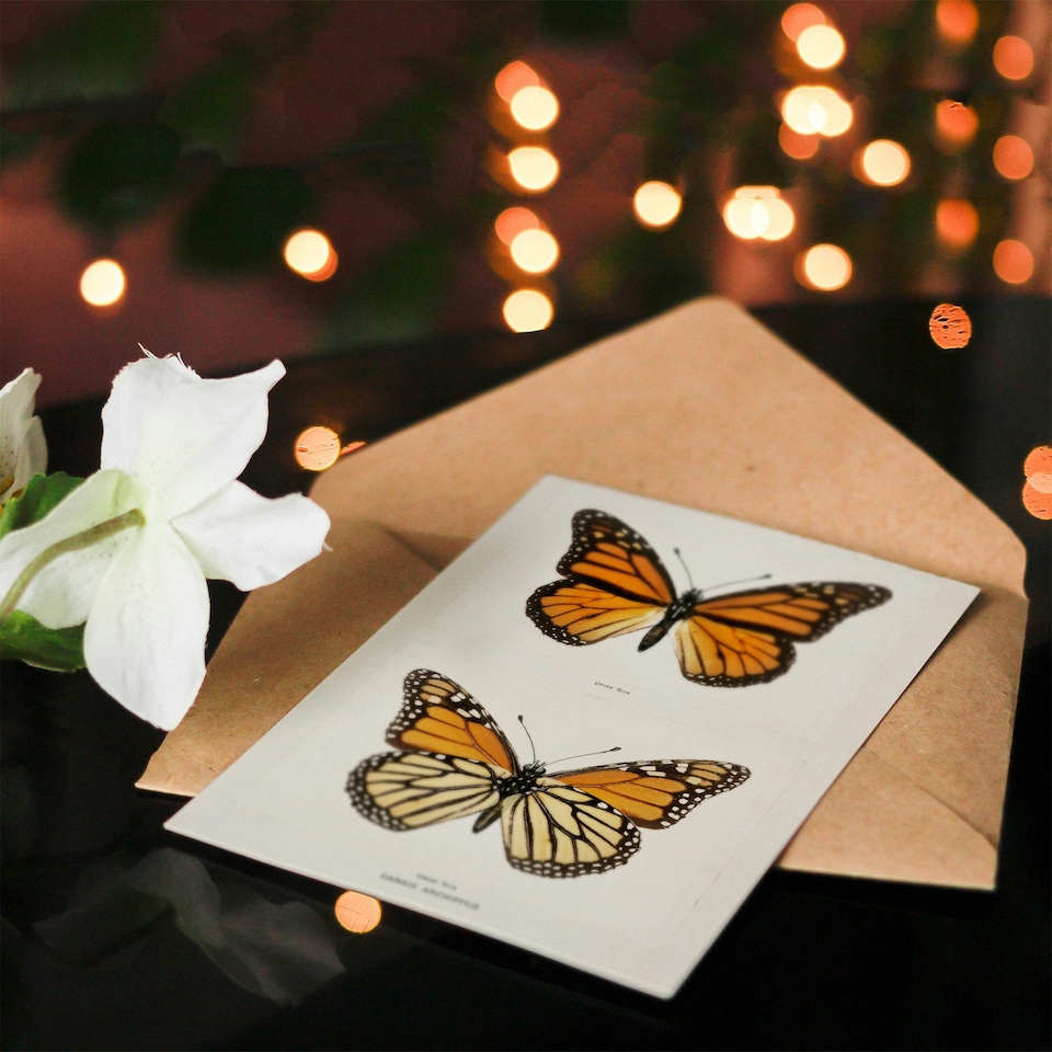 image 1 of Sherman Denton Art Card Monarch Butterfly Vintage Illustration