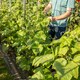 image 2 of Marshalls Garden Cucumber 'Burpless Tasty Green' 6 jumbo plug