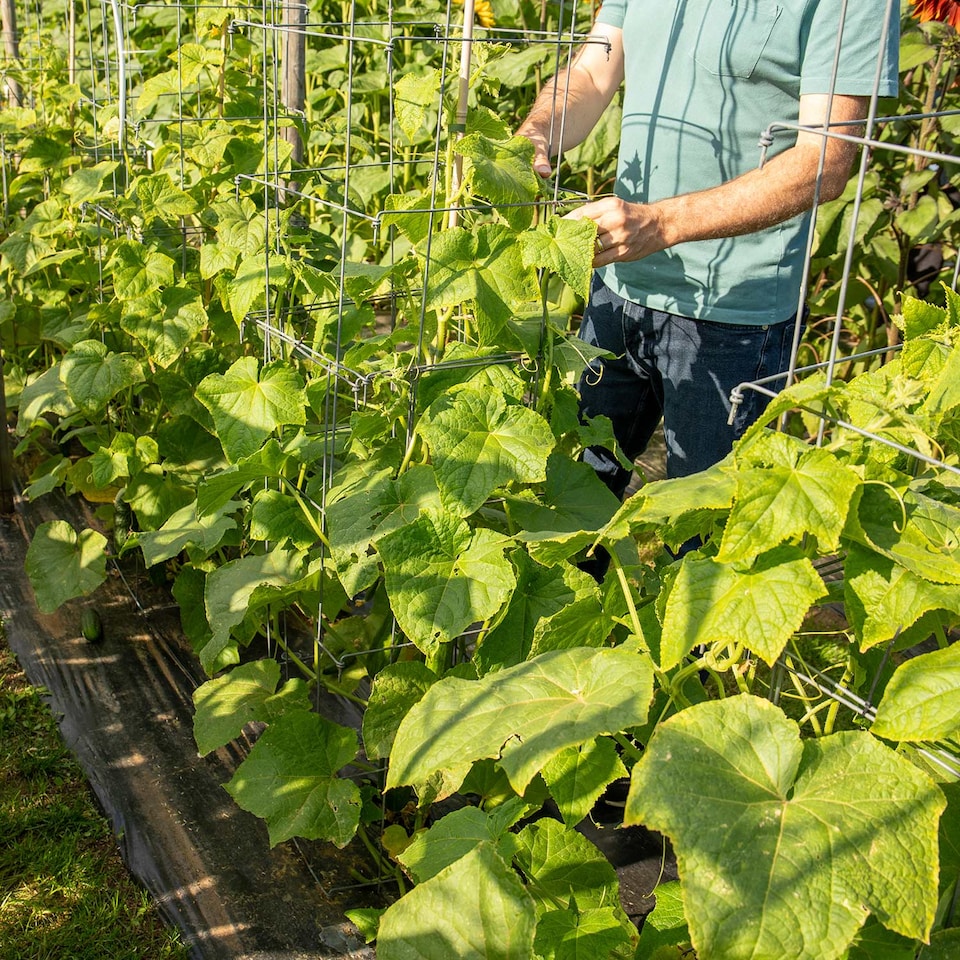 image 1 of Marshalls Garden Cucumber 'Burpless Tasty Green' 6 jumbo plug
