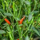 image 1 of Marshalls Garden Chilli 'Demon' 3 x 9cm