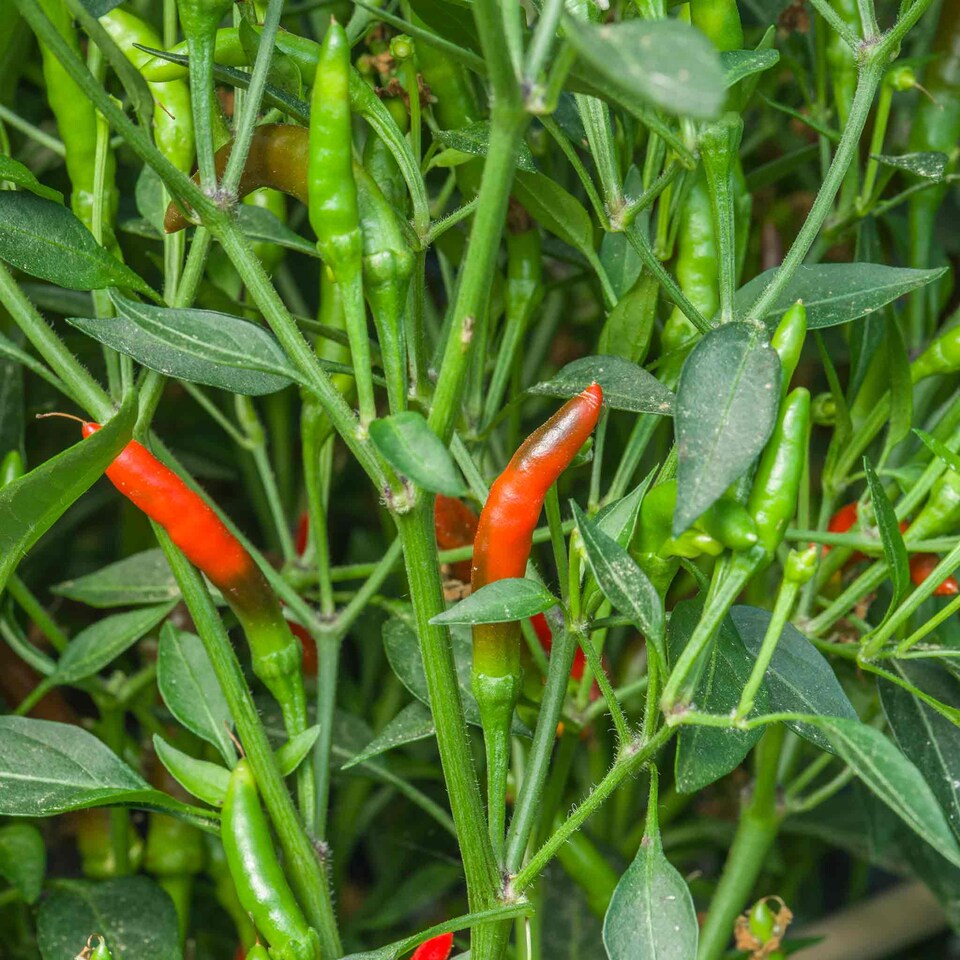 image 1 of Marshalls Garden Chilli 'Demon' 3 x 9cm