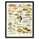 image 1 of Millot Encyclopedia Page Variety Sea Fish 12x16" Framed Wall Art Print