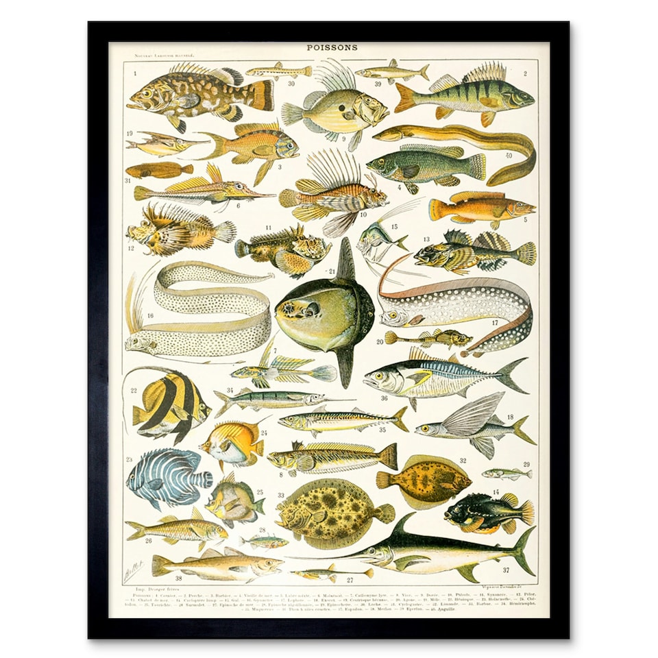 image 1 of Millot Encyclopedia Page Variety Sea Fish 12x16" Framed Wall Art Print