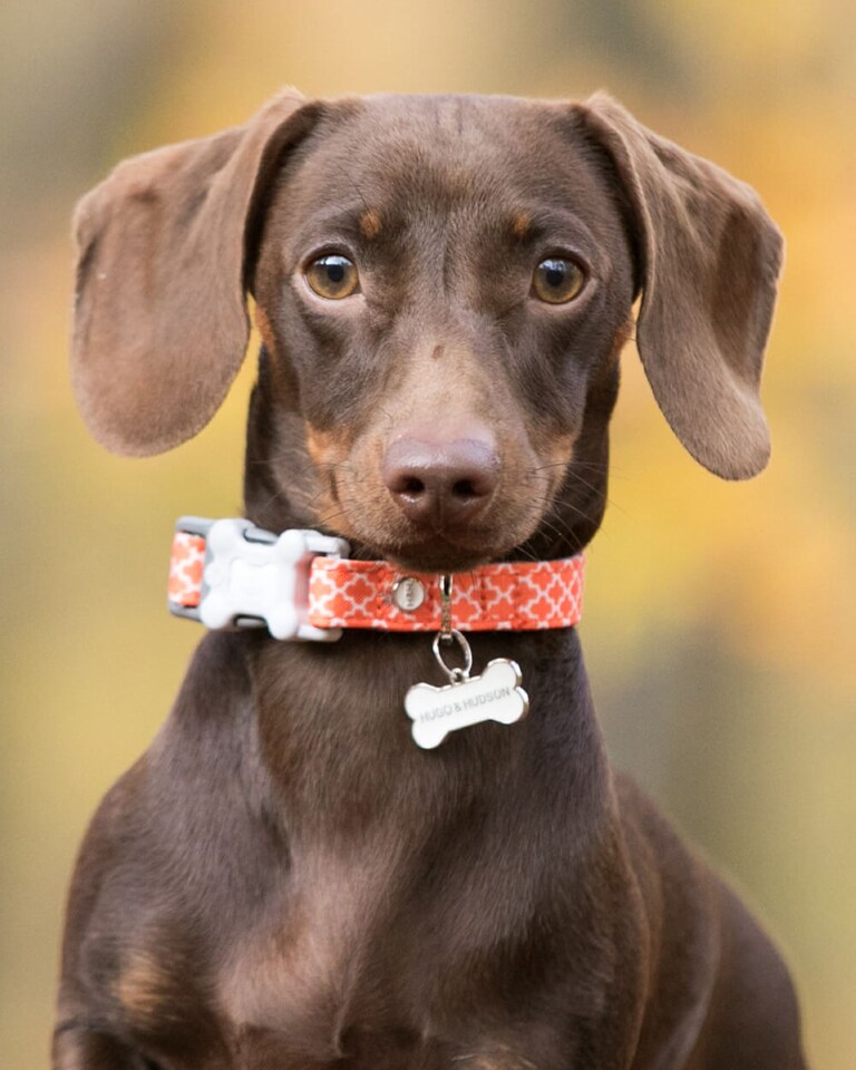 image 1 of Orange Geometric Fabric Dog Collar
