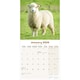 image 3 of Sheep 2026 Calendar | Square Wall Calendar | Farm Animal Gift | Plastic Free Packaging | by Avonside Publishing