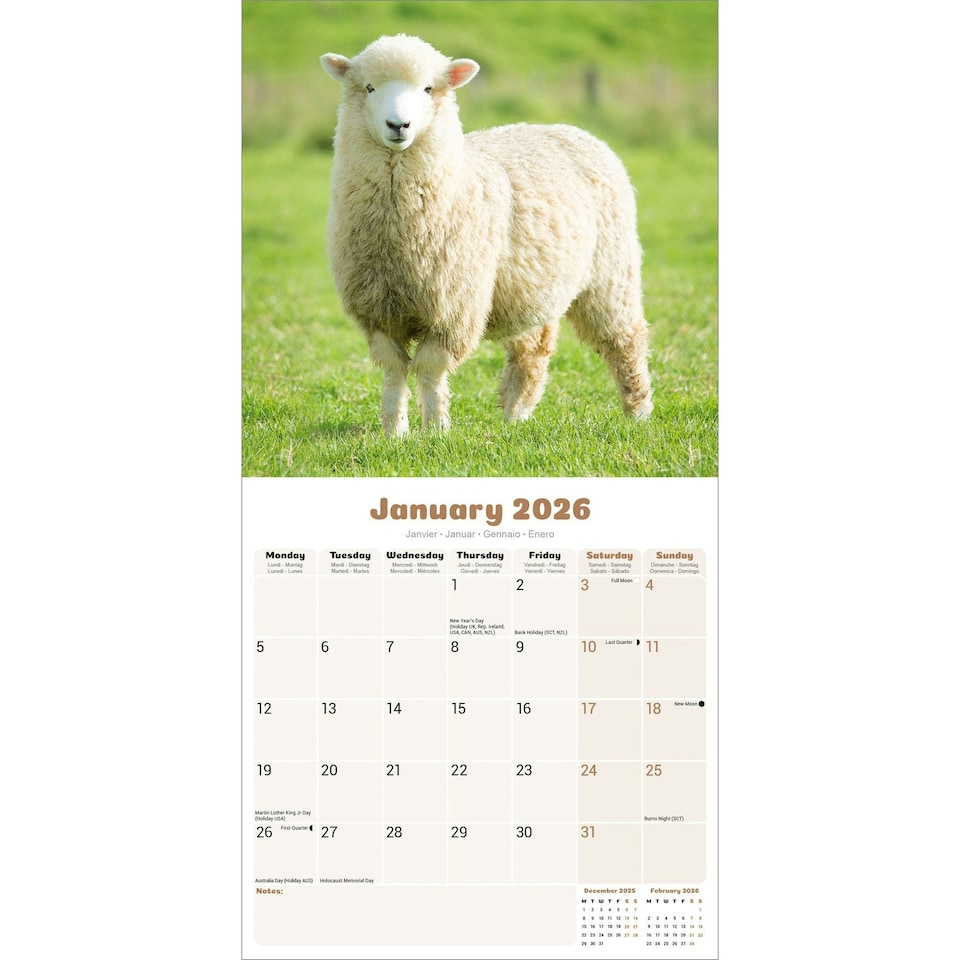 image 1 of Sheep 2026 Calendar | Square Wall Calendar | Farm Animal Gift | Plastic Free Packaging | by Avonside Publishing