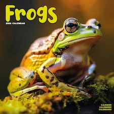 Frogs 2026 Calendar | Square Wall Calendar | Reptile Gift | Plastic Free Packaging | by Avonside Publishing